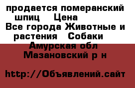 продается померанский шпиц  › Цена ­ 35 000 - Все города Животные и растения » Собаки   . Амурская обл.,Мазановский р-н